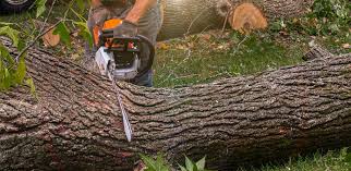 How Our Tree Care Process Works  in  Manchaca, TX