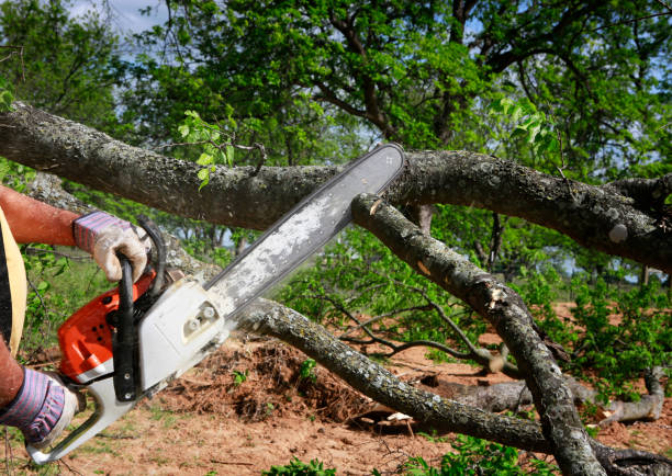 Manchaca, TX Tree Removal Company